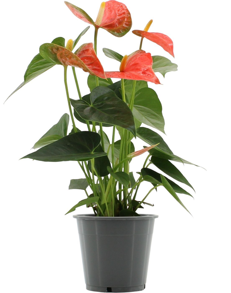 Anthurium Prince of Orange in transparant sleeve.
