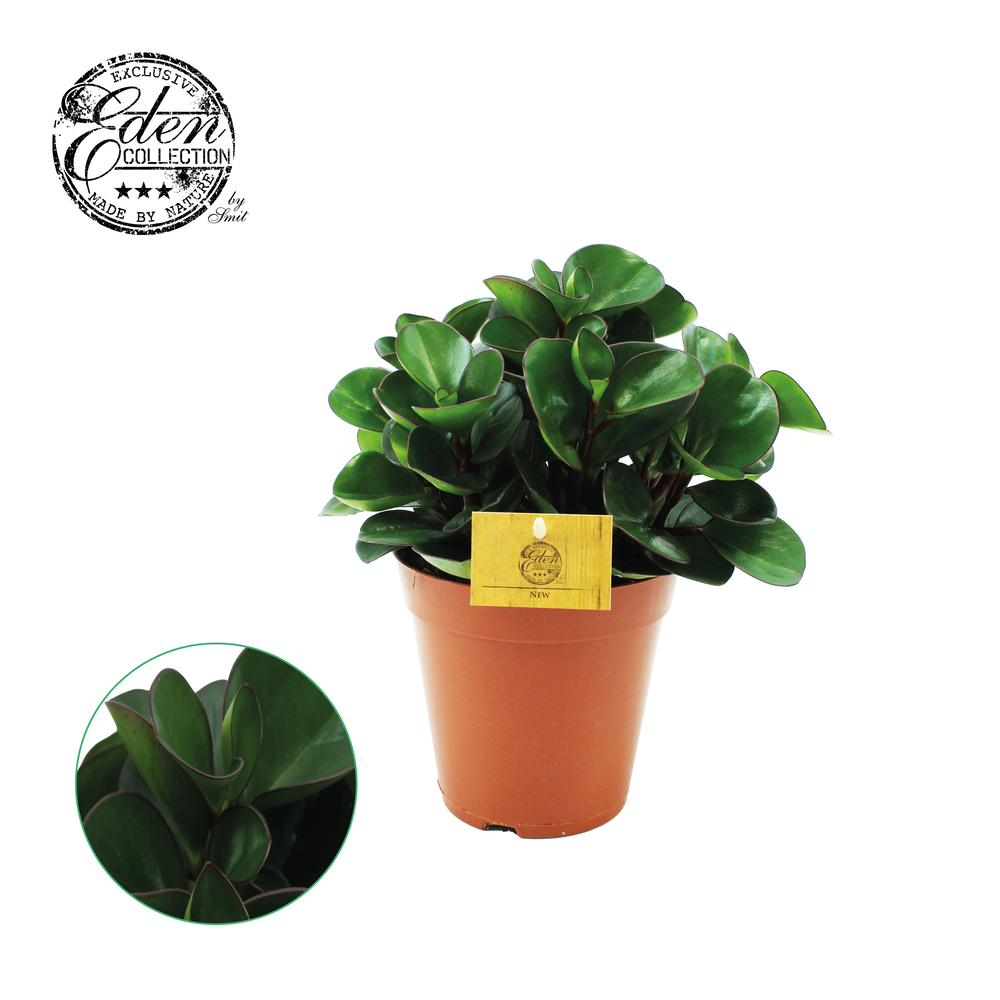 Peperomia Burning Bush 15cm.