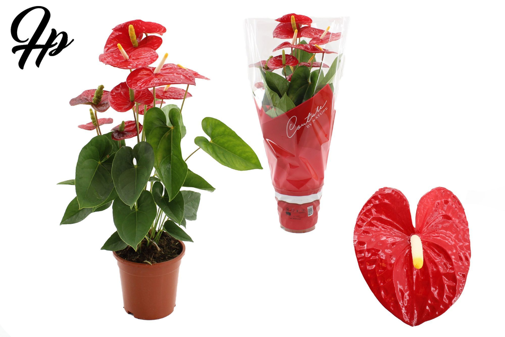 Anthurium Jambo Red in Couture sleeve.