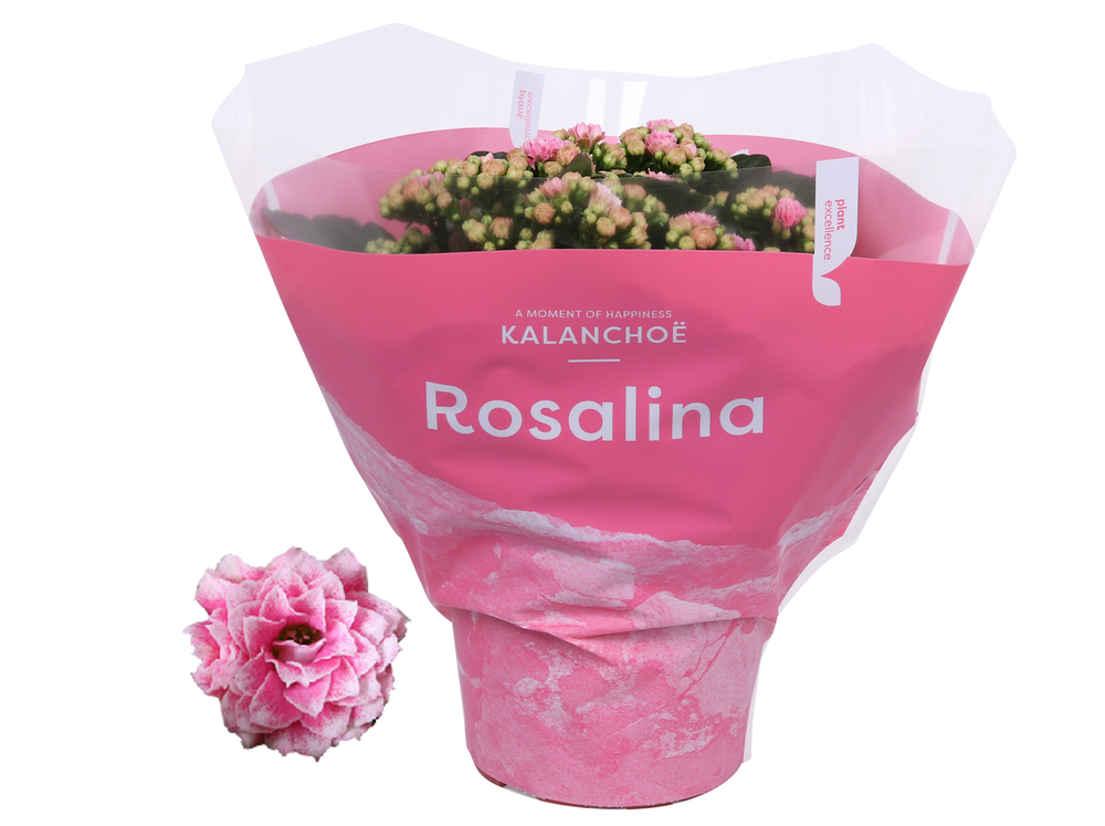 Kalanchoe Rosalina 15cm TST Don Alano, Roze hoes.