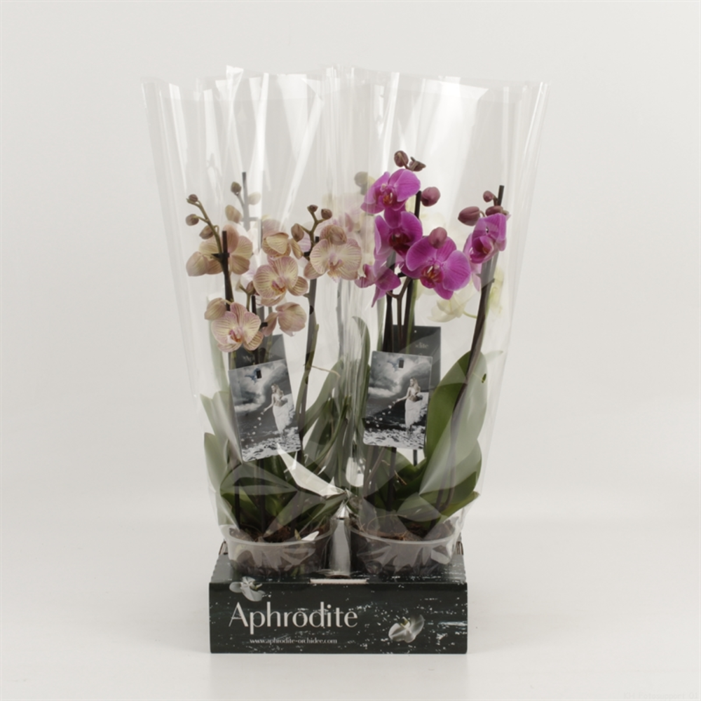 Phalaenopsis gemengd 3 tak gemengd 'shorty' Goddes.