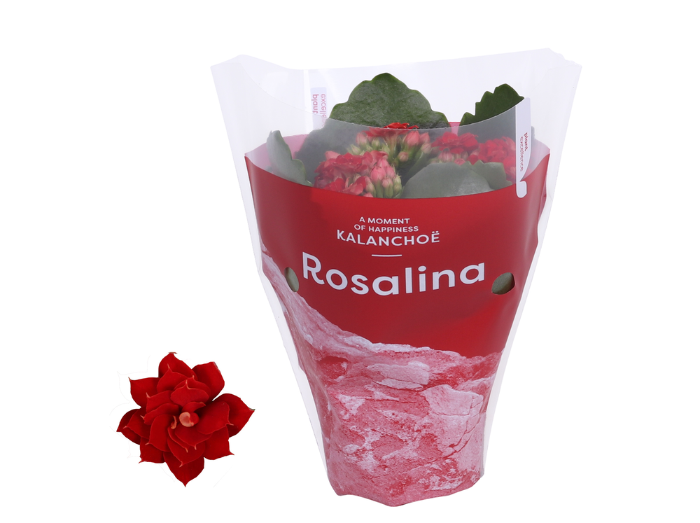 Kalanchoe Rosalina 07cm TST Don Justino. Rode hoes.