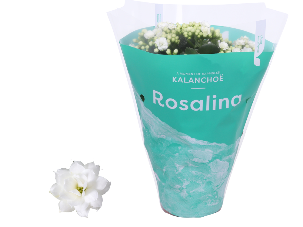 Kalanchoe Rosalina 12cm TST Don Dione, Groene hoes.