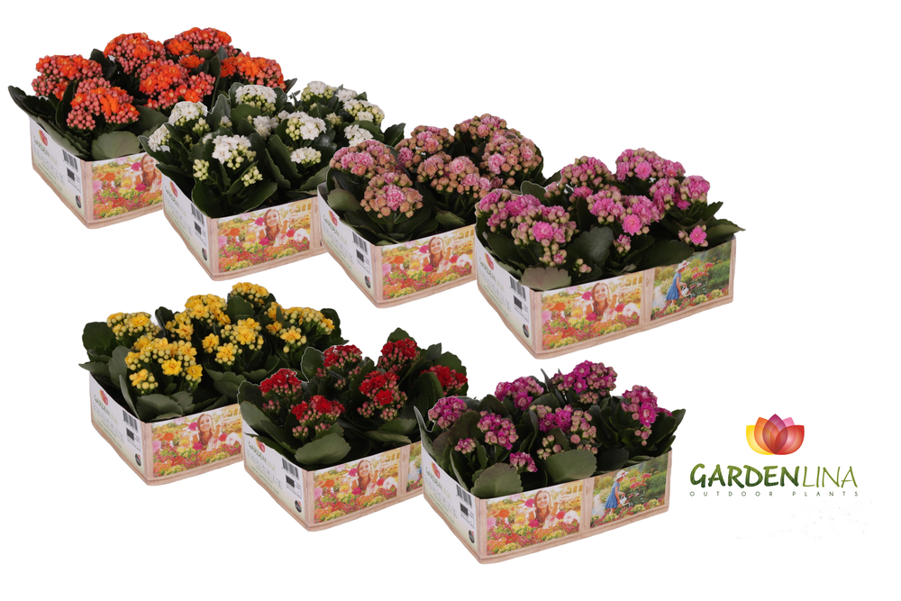 Kp-803.1 OK -Kalanchoe Gardenlina 6 cm 1 kleur per.