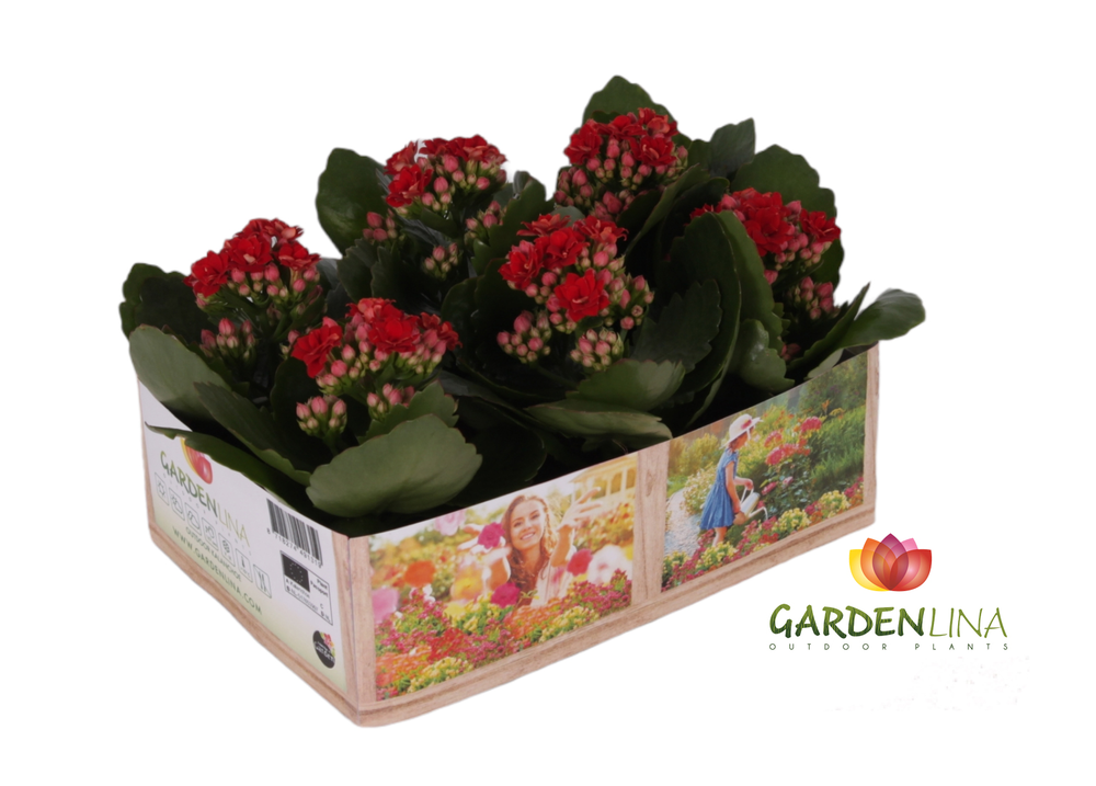 Kp-803.1 RD - Kalanchoe Gardenlina 6cm rood in box.