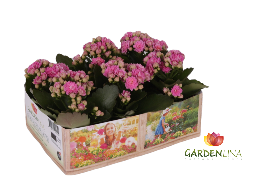 Kp-803.1 RZ - Kalanchoe Gardenlina 6cm roze in box.