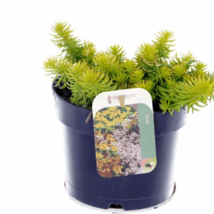 Sedum reflexum Angelina