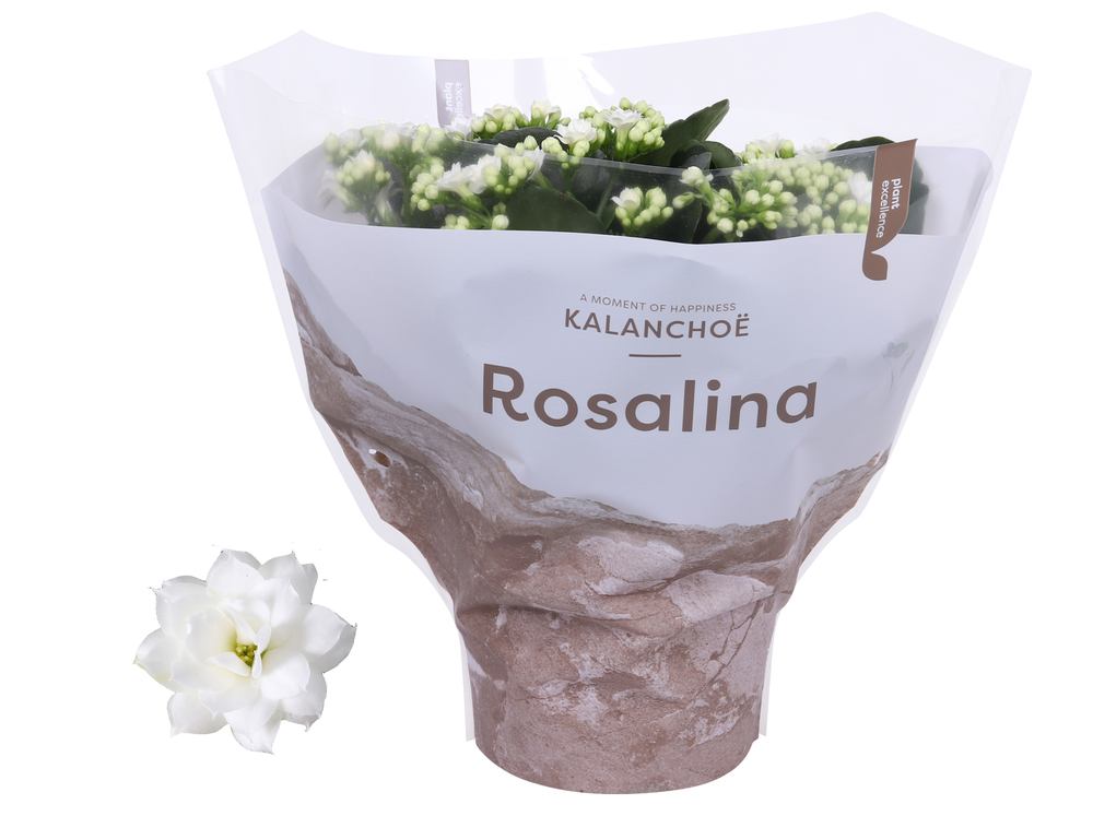 Kalanchoe Rosalina 15cm TST Don Dione, Witte hoes.