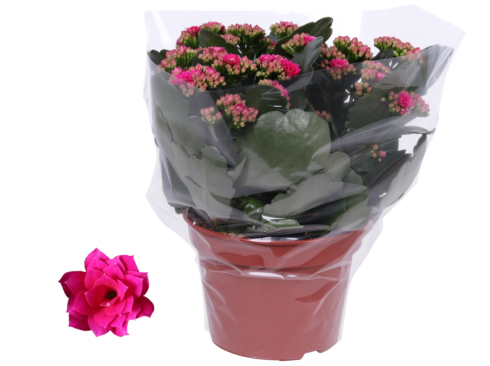 Kalanchoe Rosalina 15cm Don Victorio paars, Blanco.