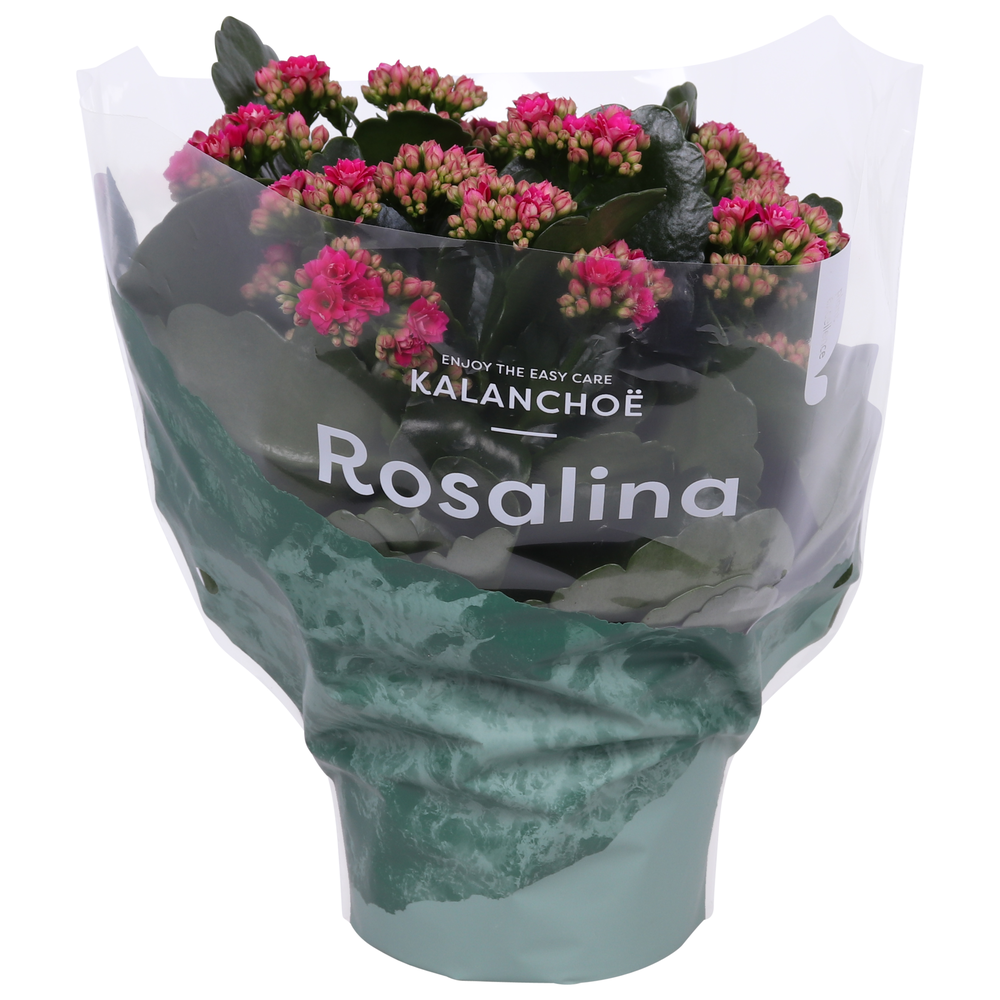Kalanchoe Rosalina 15cm Don Victorio paars.