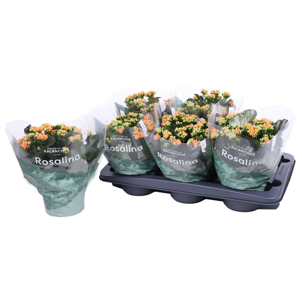 Kalanchoe Rosalina 15cm Don Pedro oranje.