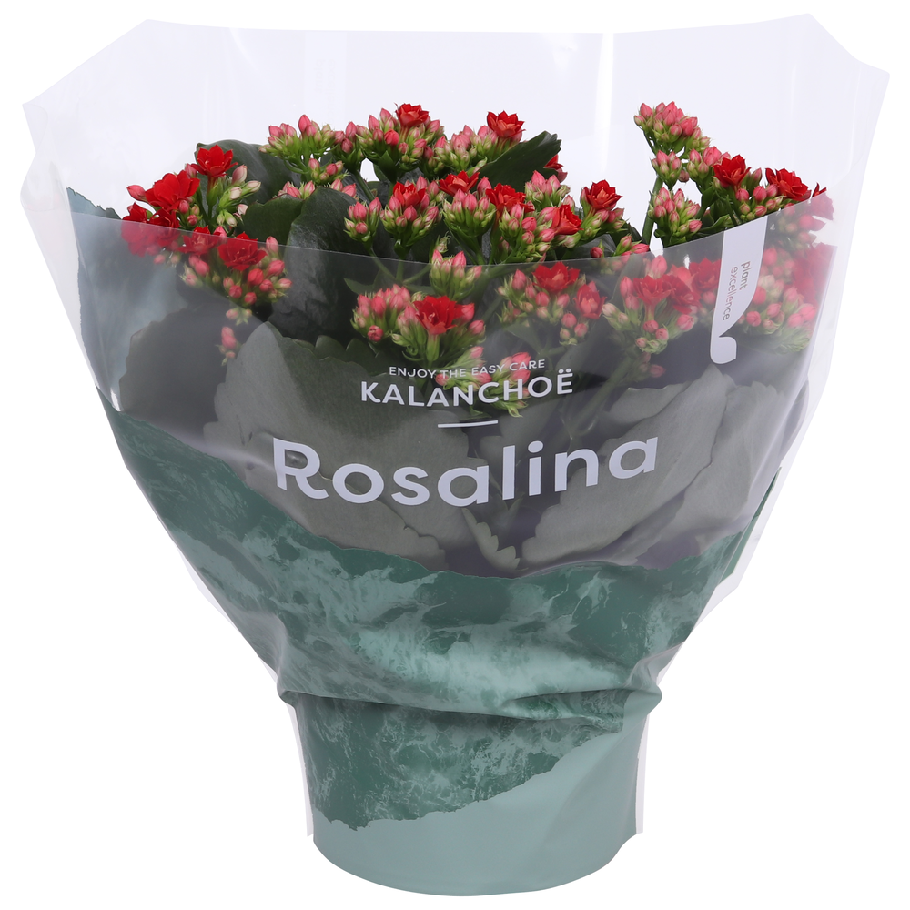 Kalanchoe Rosalina 15cm Don Justino rood.