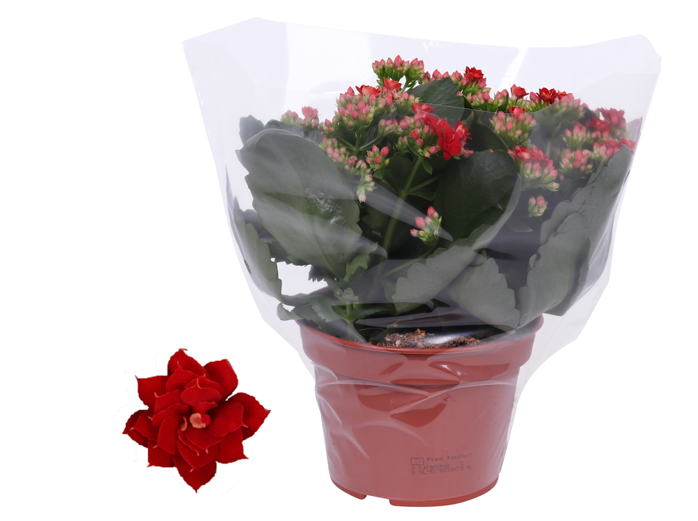 Kalanchoe Rosalina 15cm Don Justino rood, Blanco h.