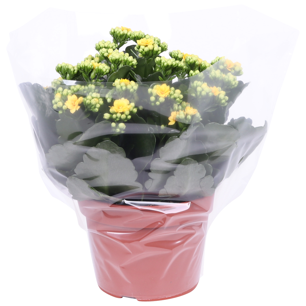 Kalanchoe Rosalina 15cm Don Amarillo geel, Blanco .