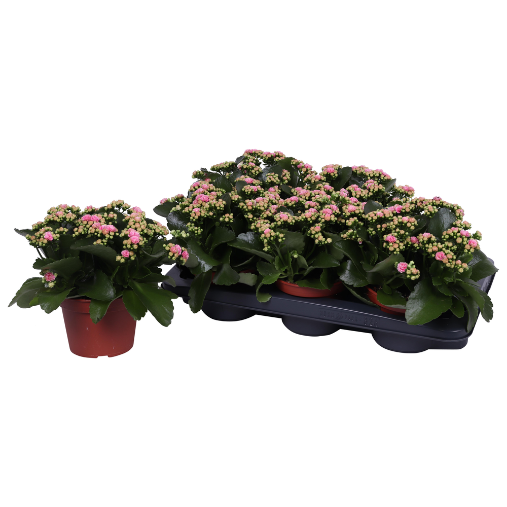 Kalanchoe Rosalina 15cm Don Alano wit/roze, Zonder.