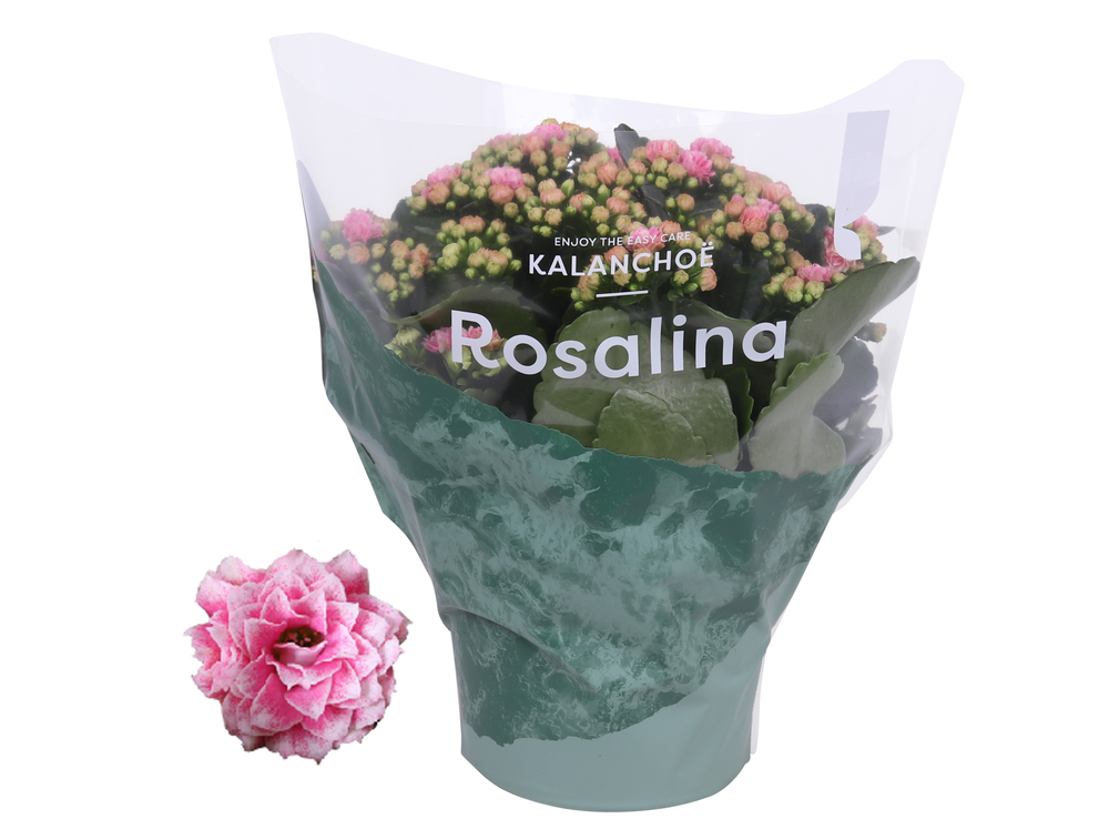 Kalanchoe Rosalina 15cm Don Alano wit/roze.