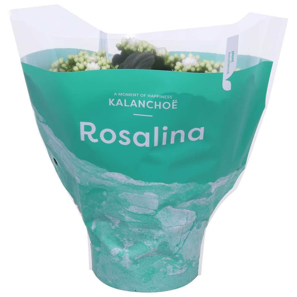 Kalanchoe Rosalina 15cm TST Don Dione, Groene hoes.