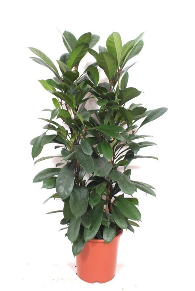 Ficus Cyathistipula 2pp.