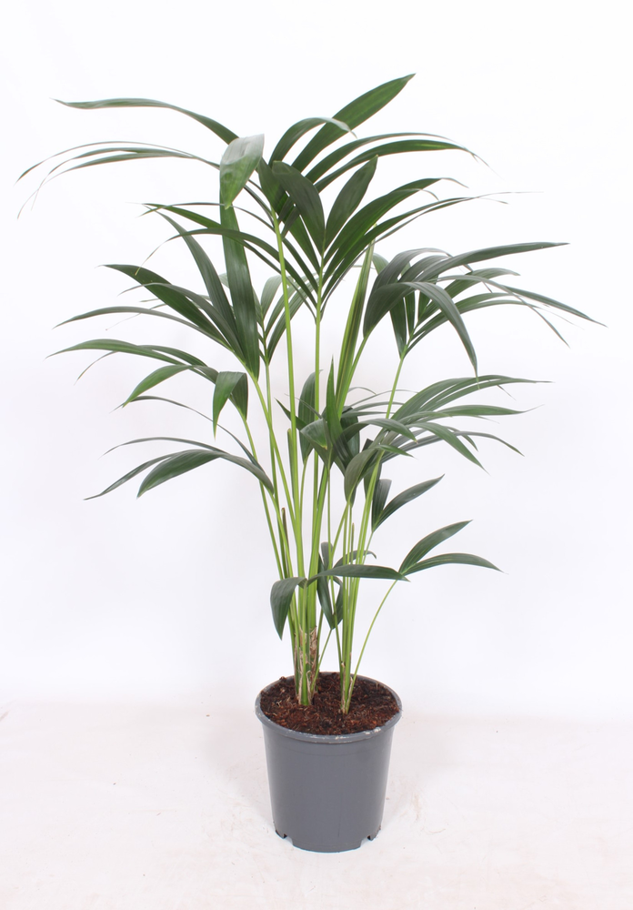 Howea forsteriana 5 per pot.