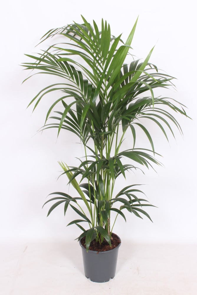 Howea forsteriana 6 per pot.