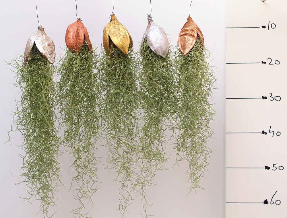 Tillandsia Penca Kerst mix.