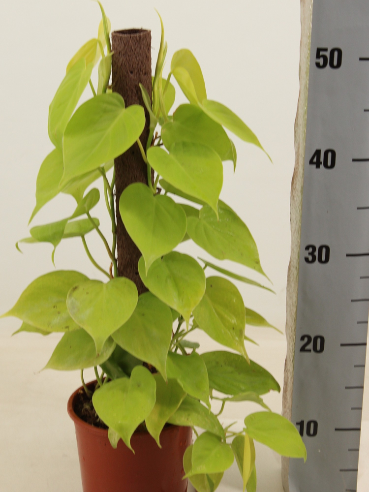 Philodendron LIME kratiste klimstok 50CM.