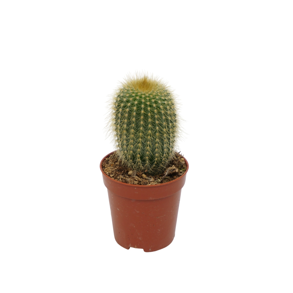 Eriocactus leninghausii 5,5 cm.