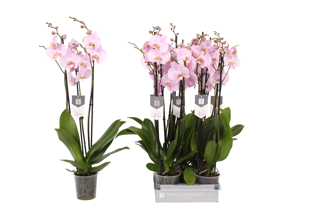 Phalaenopsis Rosion, 3-spike 22+.