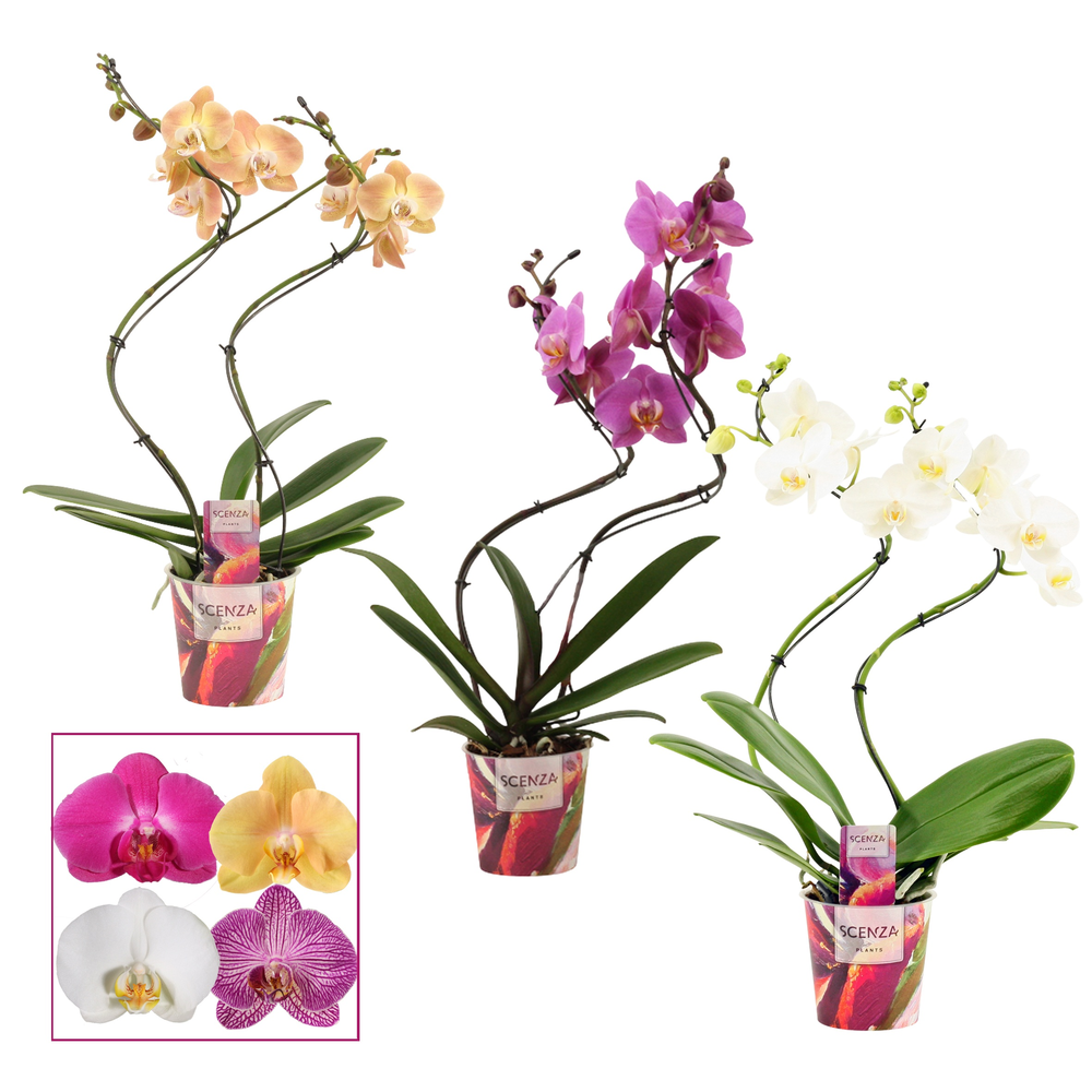 Phalaenopsis hurricane mix (Scenza).