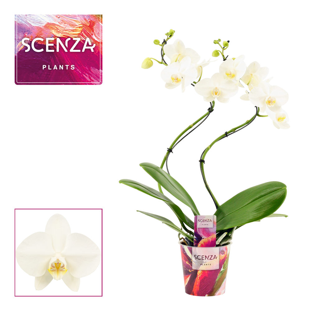 Phalaenopsis hurricane wit (Scenza).