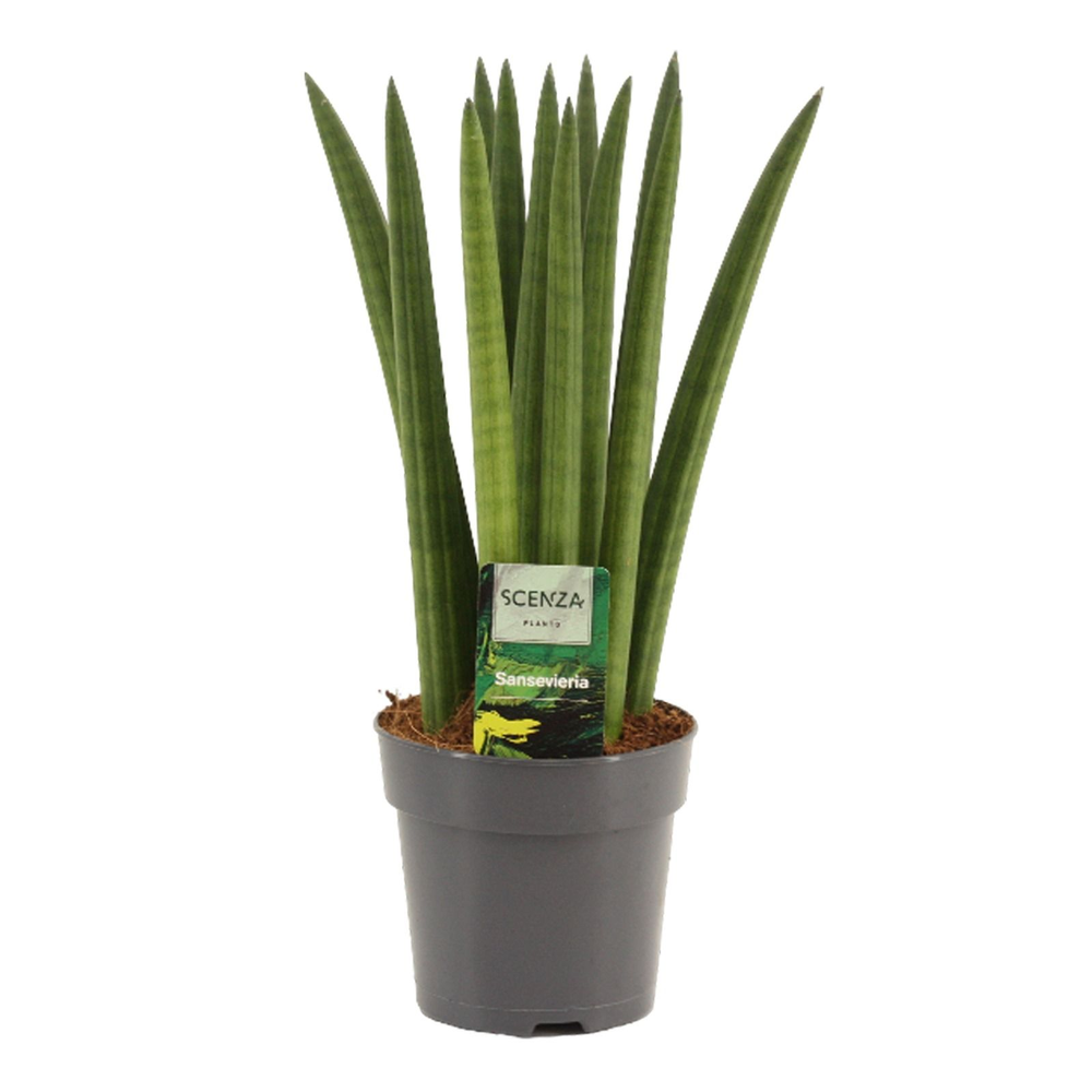 Sansevieria Cylindrica 12 cm Straight.
