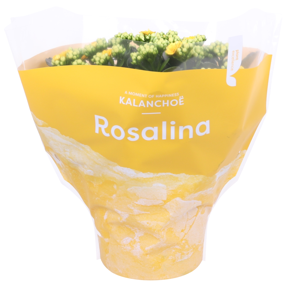 Kalanchoe Rosalina 15cm TST Don Amarillo, Gele hoe.