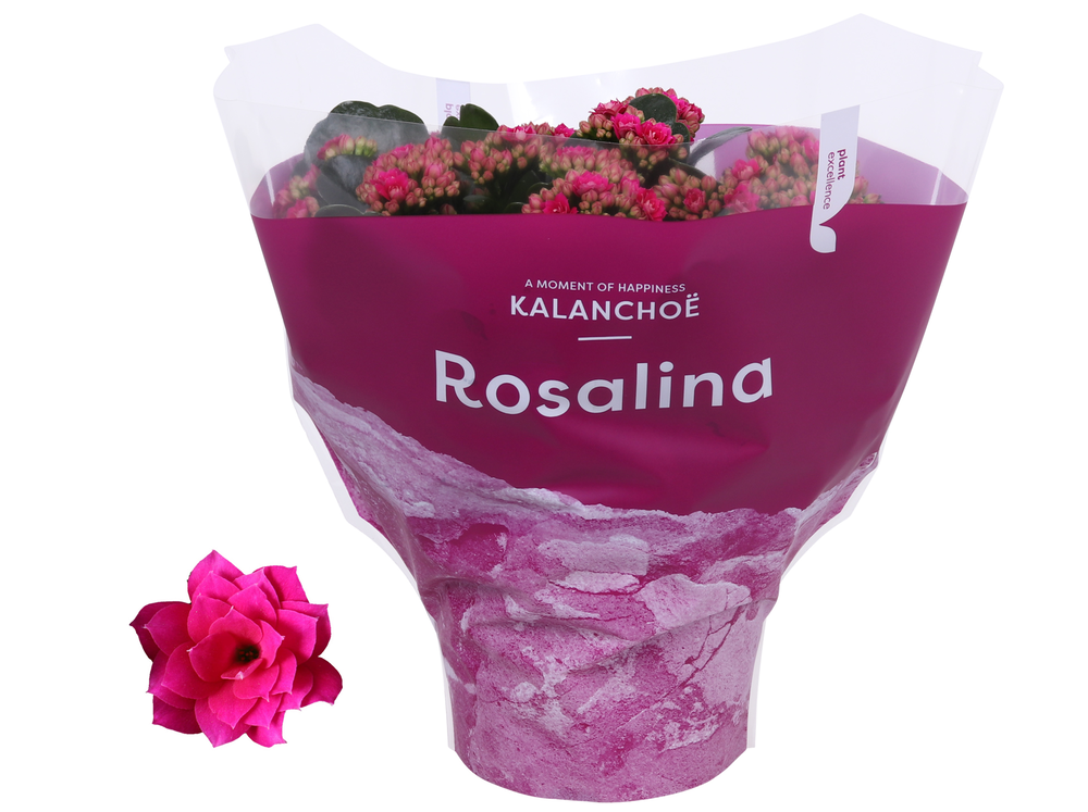Kalanchoe Rosalina 15cm TST Don Victorio, Paarse h.