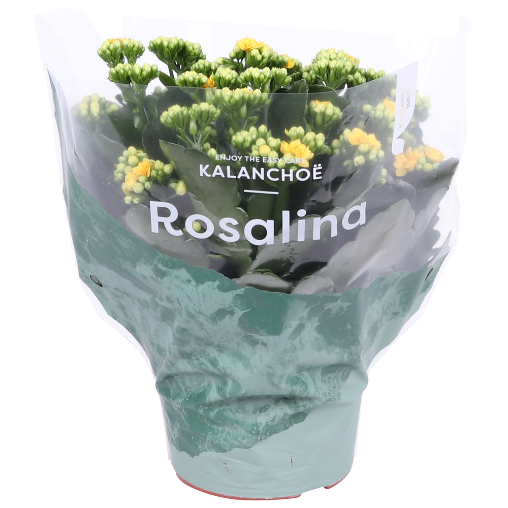 Kalanchoe Rosalina 15cm Don Amarillo geel.