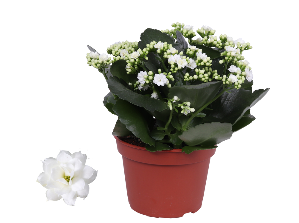 Kalanchoe Rosalina 15cm Don Dione wit, Zonder hoes.