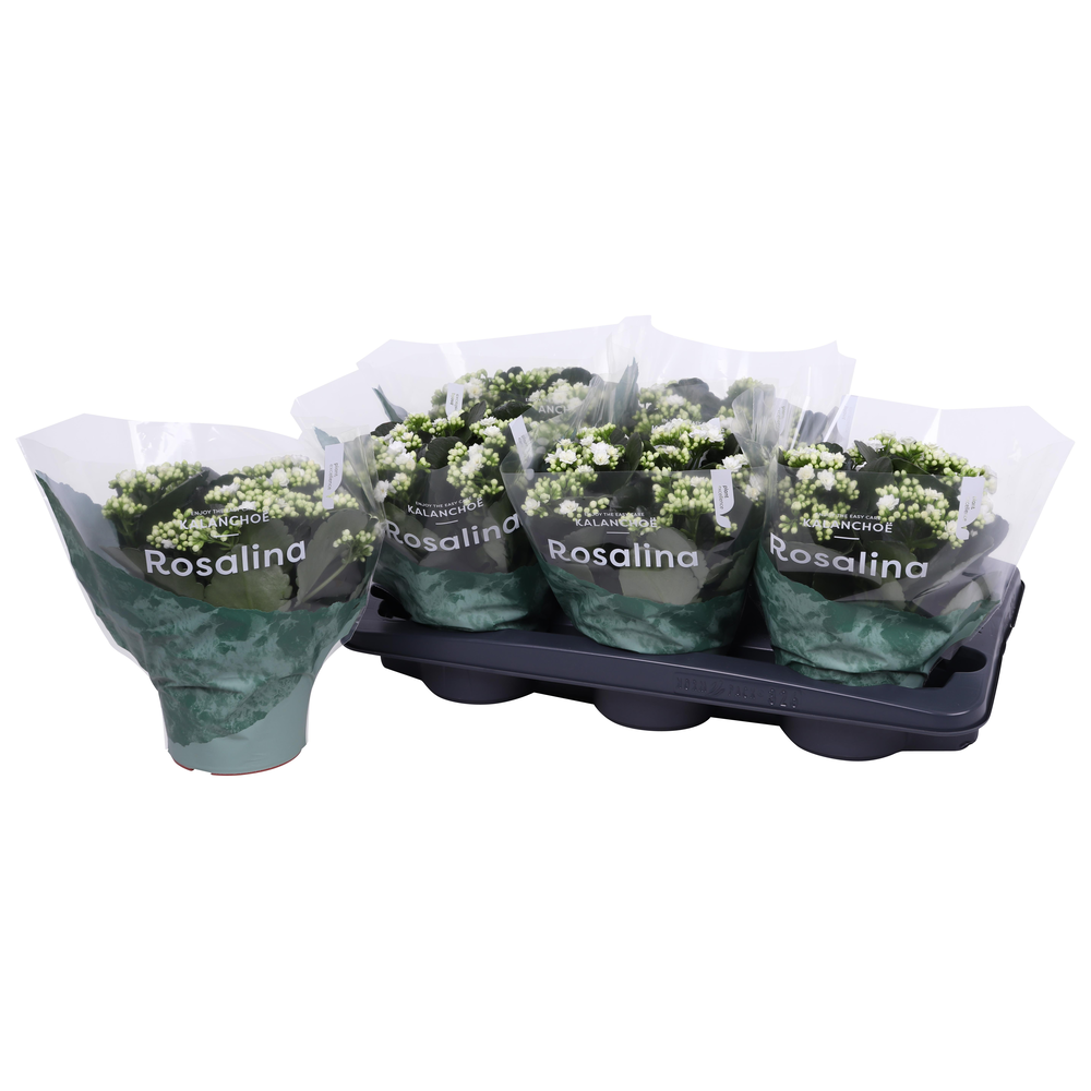 Kalanchoe Rosalina 15cm Don Dione wit.