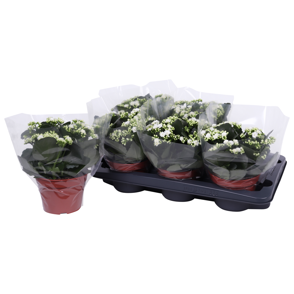Kalanchoe Rosalina 15cm Don Dione wit, Blanco hoes.