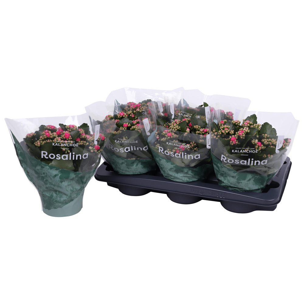 Kalanchoe Rosalina 15cm Don Nando roze.