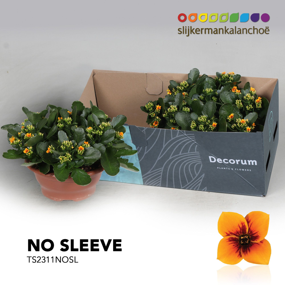 Kalanchoe No Sleeve - Tiger Orange.