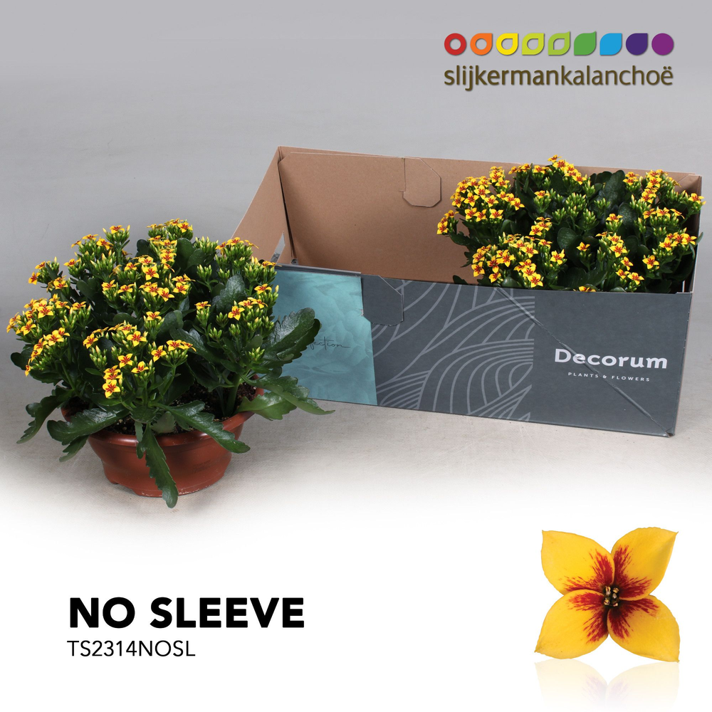 Kalanchoe No Sleeve - Tiger Yellow.