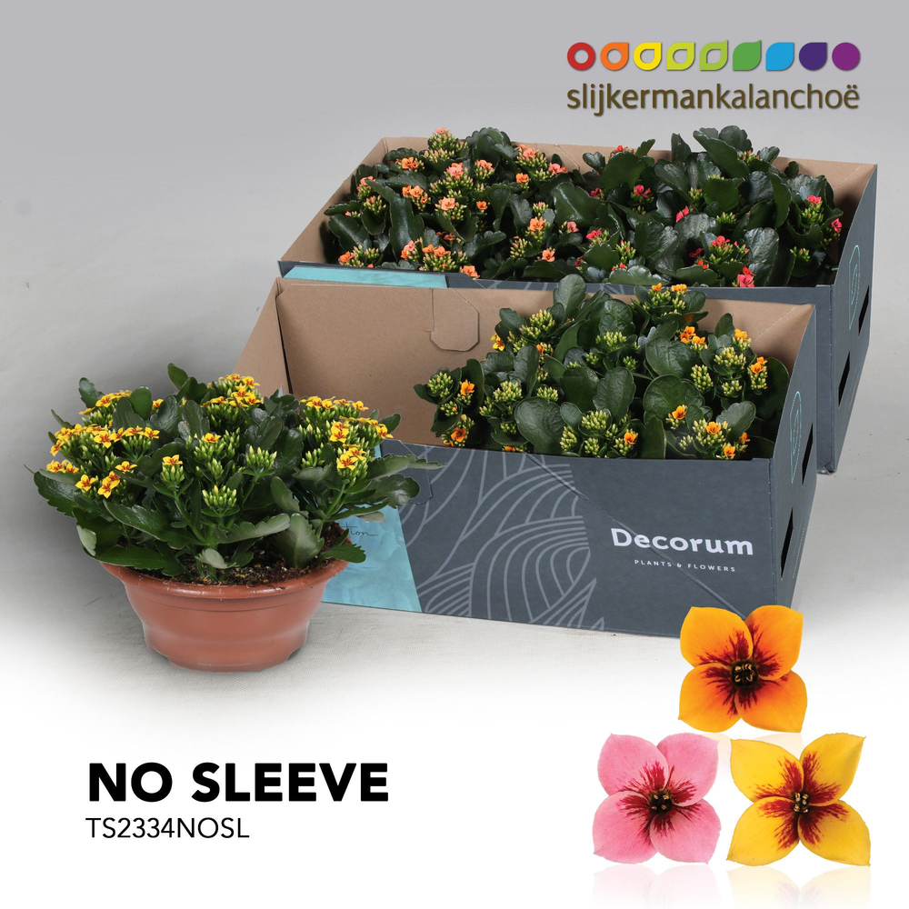 Kalanchoe No Sleeve - Tiger Mix 23 cm.