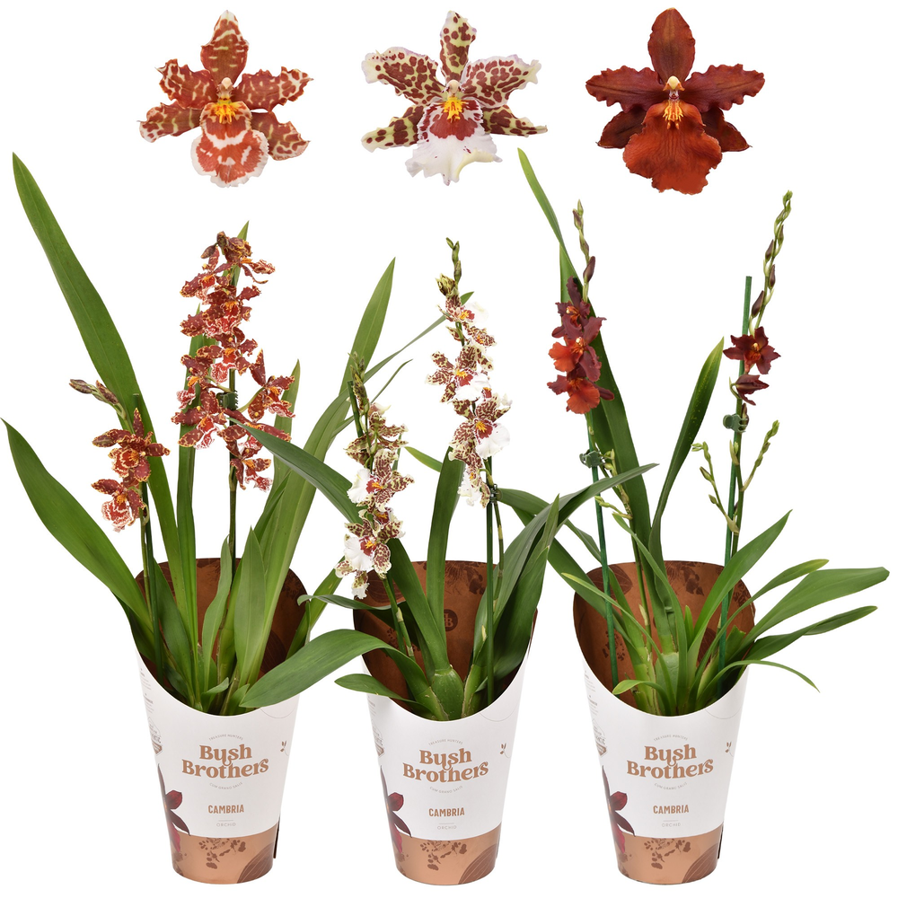 Cambria 2 tak 12 cm.