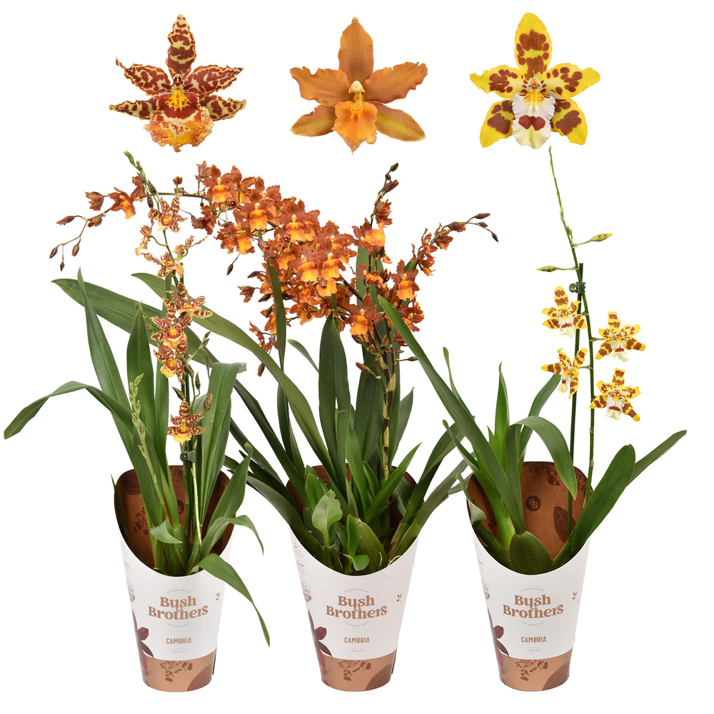Cambria mix 1 tak 12 cm.