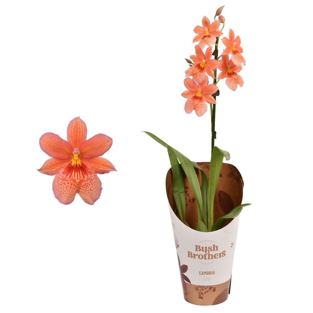 Cambria 'Nelly Isler' Oranje 1 tak 12 cm.