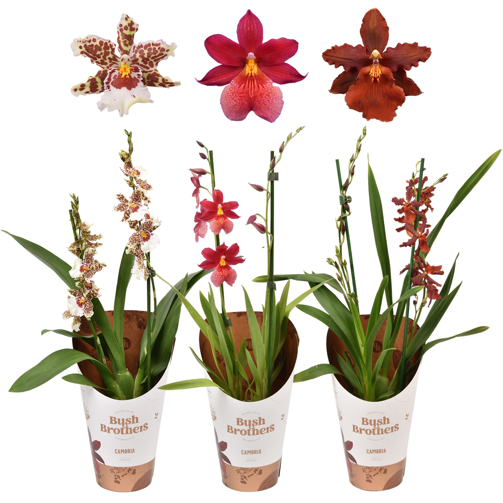 Cambria 2 tak kort 12 cm.