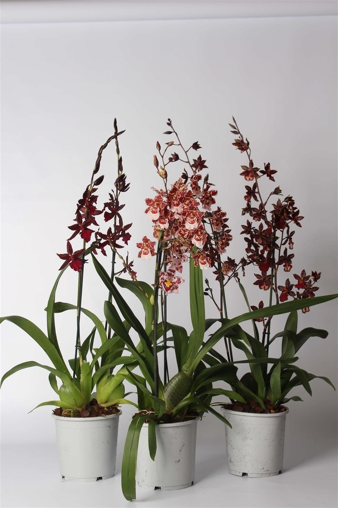 Cambria toef mix 2 tak 17 cm.