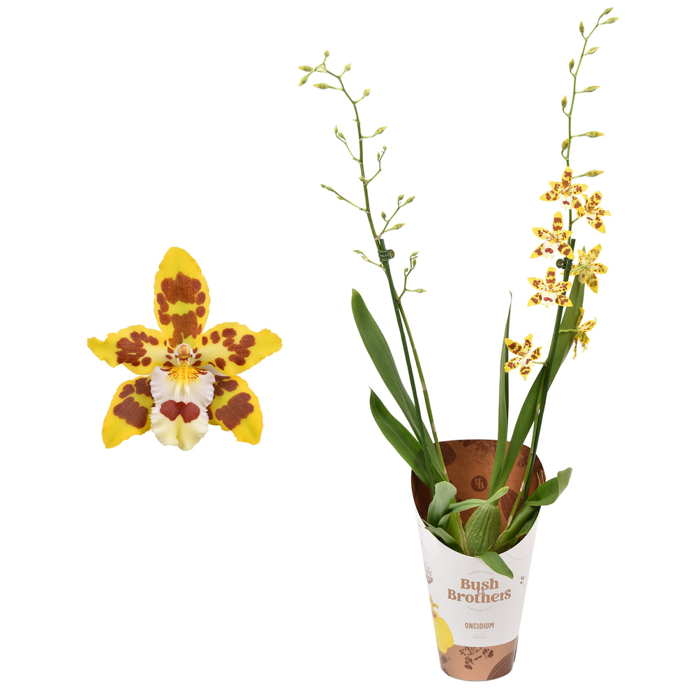 Cambria 'Remember Burkhard Holm' 2 tak 12 cm.