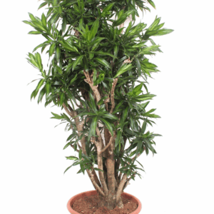 Dracaena Song of Jamaica
