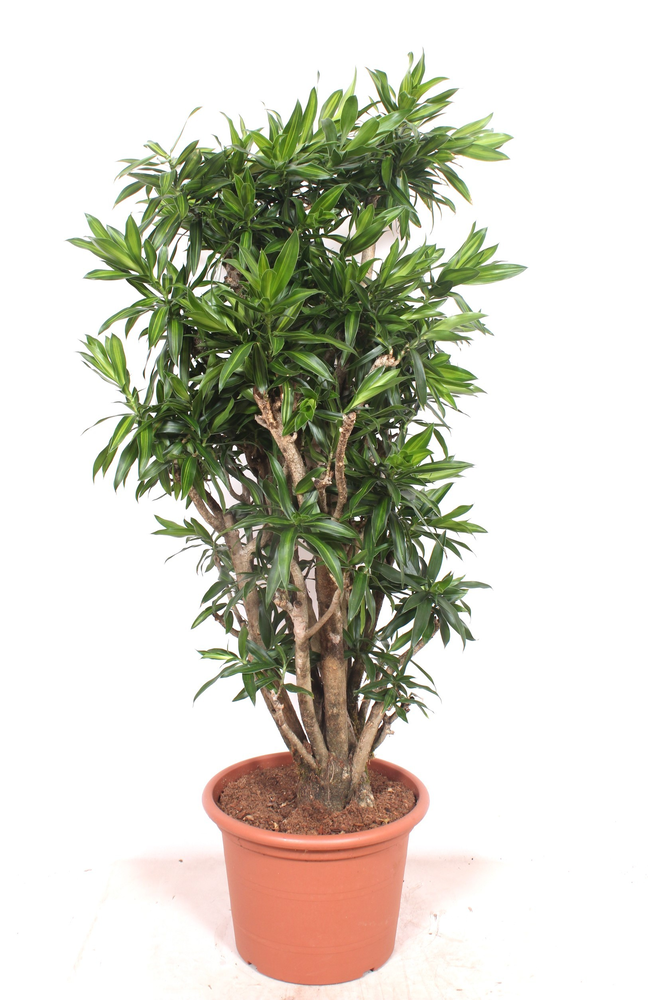 Dracaena Song of Jamaica.