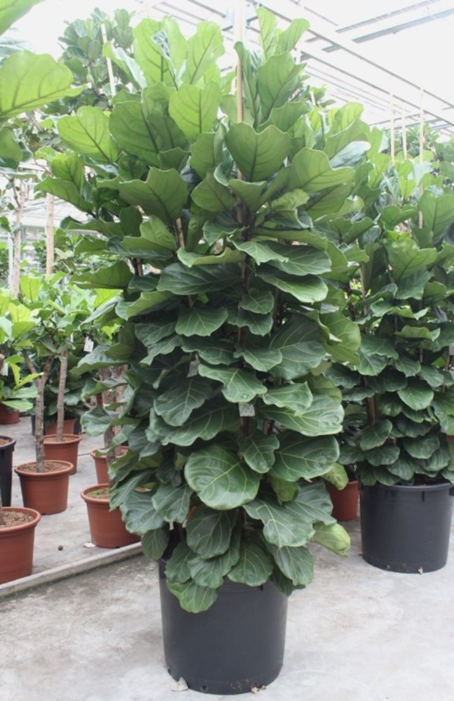 Ficus Lyrata 6 per pot.